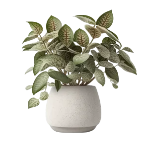 ละอองดาว ไฮโพเอสเทส