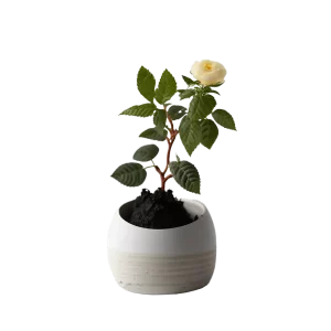 กุหลาบหนู