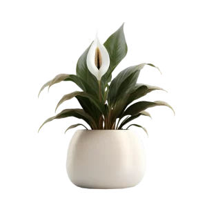 เดหลี กวักมงคล