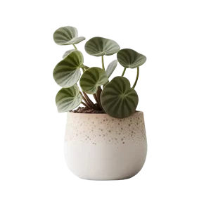 ไพเลีย ต้นเหรียญเงิน