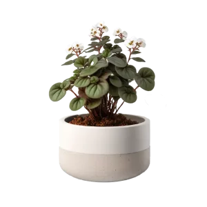 แอฟริกันไวโอเล็ต