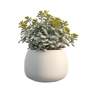 สร้อยไข่มุก พืชเสน่หา