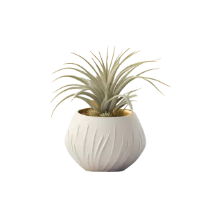 ทิลแลนด์เซีย สับปะรดอากาศ