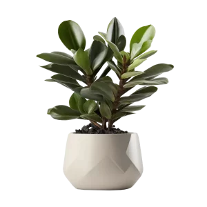 กวักมรกต